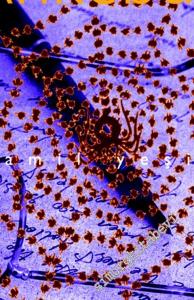 Ankebut -        2018