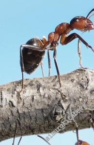 Hayy - Hayy'dan Gelir. Hu'ya Gideriz -