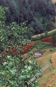 Ormanların Gümbürtüsü -