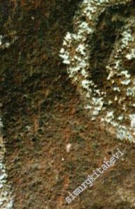 Tarihöncesinde Dil -        2019