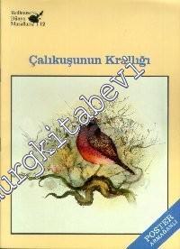Çalıkuşunun Krallığı -        1986