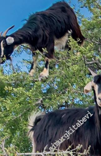 Fas'ın Altın İksiri Argan -