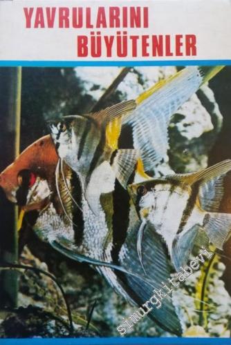 Yavruları Büyütenler: Cichlidae Ailesi -        1981